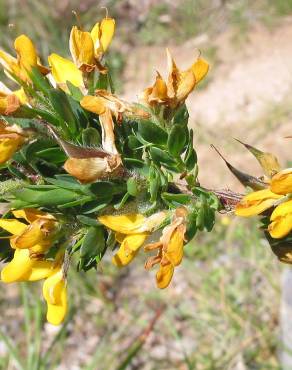 Fotografia 6 da espécie Genista berberidea no Jardim Botânico UTAD