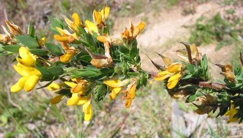 Fotografia da espécie Genista berberidea