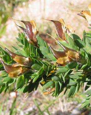 Fotografia 7 da espécie Genista berberidea no Jardim Botânico UTAD