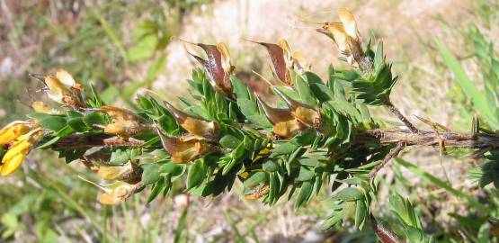 Fotografia da espécie Genista berberidea