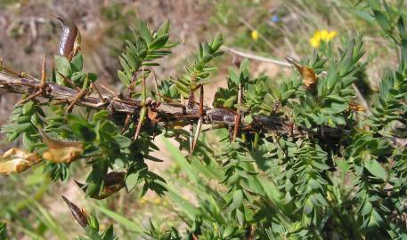 Fotografia da espécie Genista berberidea