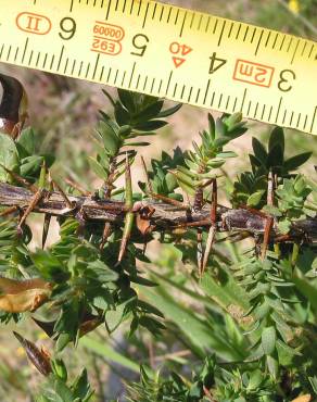 Fotografia 9 da espécie Genista berberidea no Jardim Botânico UTAD