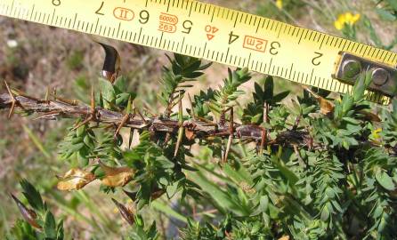 Fotografia da espécie Genista berberidea