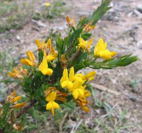 Fotografia da espécie Genista berberidea