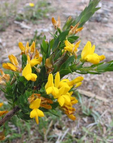 Fotografia de capa Genista berberidea - do Jardim Botânico