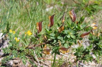 Fotografia da espécie Genista berberidea