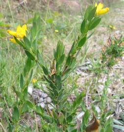 Fotografia da espécie Genista berberidea