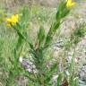 Fotografia 11 da espécie Genista berberidea do Jardim Botânico UTAD