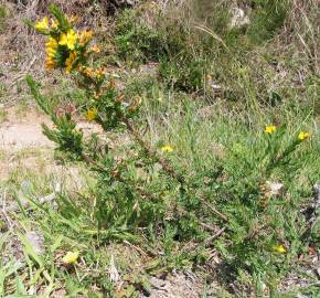 Fotografia da espécie Genista berberidea