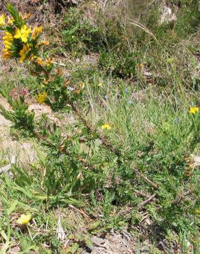 Fotografia 12 da espécie Genista berberidea no Jardim Botânico UTAD