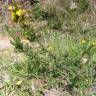 Fotografia 12 da espécie Genista berberidea do Jardim Botânico UTAD