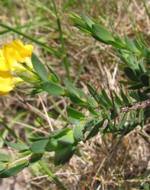 Fotografia 13 da espécie Genista berberidea no Jardim Botânico UTAD