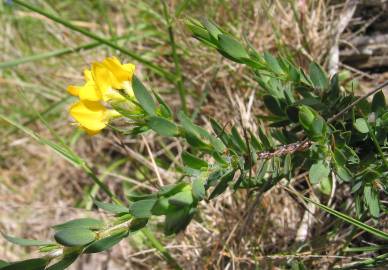 Fotografia da espécie Genista berberidea