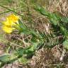 Fotografia 13 da espécie Genista berberidea do Jardim Botânico UTAD