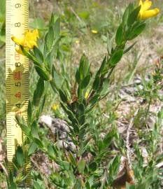 Fotografia da espécie Genista berberidea