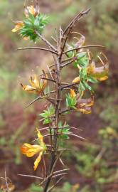 Fotografia da espécie Genista berberidea