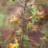 Fotografia 15 da espécie Genista berberidea do Jardim Botânico UTAD