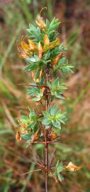 Fotografia da espécie Genista berberidea