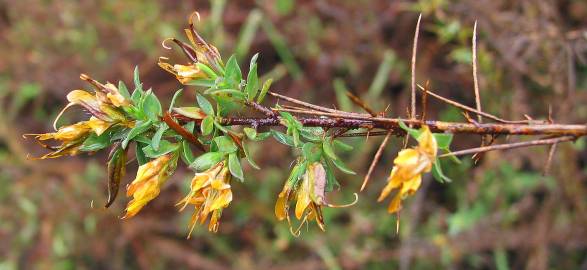 Fotografia da espécie Genista berberidea