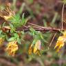 Fotografia 17 da espécie Genista berberidea do Jardim Botânico UTAD