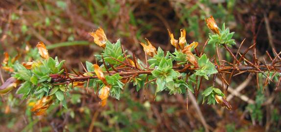 Fotografia da espécie Genista berberidea