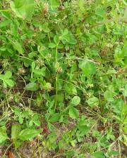 Fotografia da espécie Trifolium cernuum