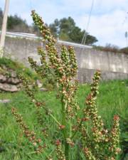 Fotografia da espécie Rumex acetosa