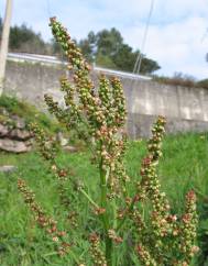 Rumex acetosa subesp. acetosa