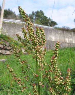 Fotografia 1 da espécie Rumex acetosa subesp. acetosa no Jardim Botânico UTAD