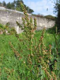 Fotografia da espécie Rumex acetosa subesp. acetosa