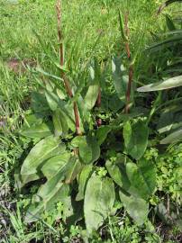 Fotografia da espécie Rumex acetosa subesp. acetosa