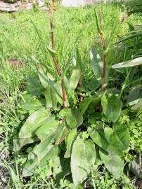 Fotografia da espécie Rumex acetosa subesp. acetosa