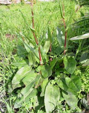 Fotografia 4 da espécie Rumex acetosa subesp. acetosa no Jardim Botânico UTAD