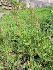 Fotografia da espécie Rumex acetosa subesp. acetosa