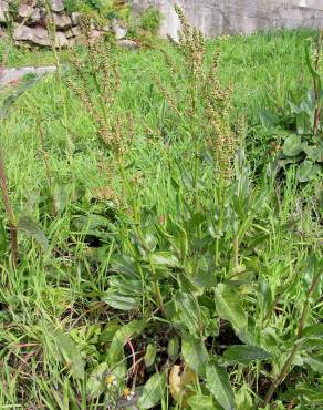 Fotografia 5 da espécie Rumex acetosa subesp. acetosa no Jardim Botânico UTAD