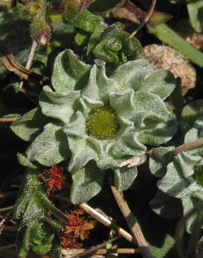 Fotografia 1 da espécie Evax pygmaea subesp. ramosissima no Jardim Botânico UTAD