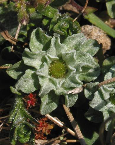 Fotografia de capa Evax pygmaea subesp. ramosissima - do Jardim Botânico