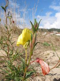 Fotografia da espécie Oenothera stricta subesp. stricta