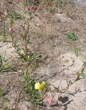 Fotografia 3 da espécie Oenothera stricta subesp. stricta no Jardim Botânico UTAD