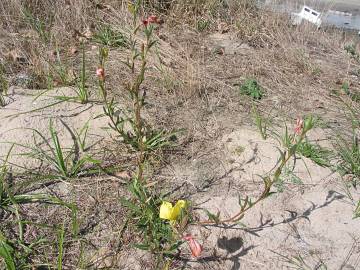 Fotografia da espécie Oenothera stricta subesp. stricta