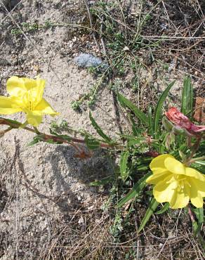 Fotografia 4 da espécie Oenothera stricta subesp. stricta no Jardim Botânico UTAD