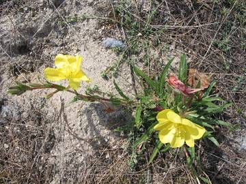 Fotografia da espécie Oenothera stricta subesp. stricta