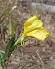 Fotografia da espécie Oenothera stricta