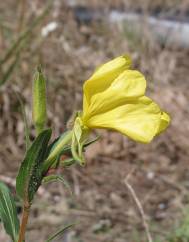 Oenothera stricta subesp. stricta