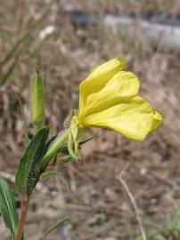 Fotografia da espécie Oenothera stricta subesp. stricta