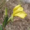 Fotografia 1 da espécie Oenothera stricta subesp. stricta do Jardim Botânico UTAD