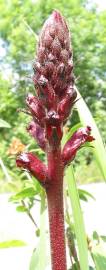 Fotografia da espécie Orobanche foetida