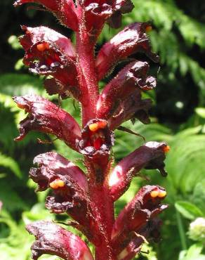 Fotografia 3 da espécie Orobanche foetida no Jardim Botânico UTAD