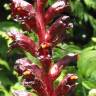 Fotografia 3 da espécie Orobanche foetida do Jardim Botânico UTAD