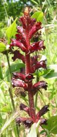 Fotografia da espécie Orobanche foetida